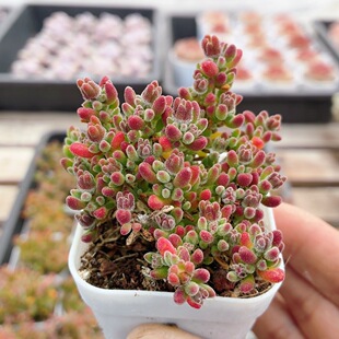 红宝石枝干番杏  多肉植物阳台窗台新手好养稀有花卉盆栽（20包邮