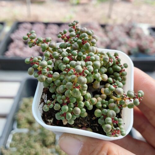 露镜  多肉植物阳台窗台好养稀有名贵高颜值绿植盆栽（20包邮）