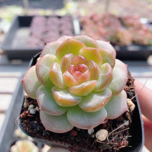 琴心  精品稀有多肉植物绿植花卉好养高颜值小盆栽花卉（20包邮）