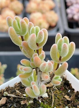 红叶枝干番杏  多肉植物阳台窗台新手好养稀有花卉盆栽（20包邮）