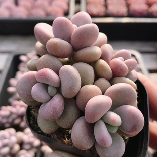 包邮 精品可爱多肉植物稀有阳台好养绿植花卉盆栽 四头桃蛋