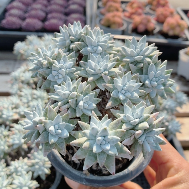 白菊  精品多肉植物盆栽新手多肉高颜值名贵花卉植物（20包邮）,鲜花速递/花卉仿真/绿植园艺,多肉植物,淘宝优惠券,粉丝福利购,淘宝优惠卷