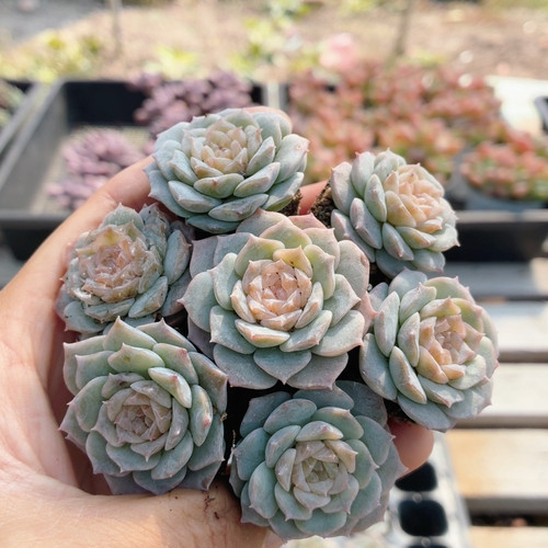 纯爱  可爱多肉植物阳台办公室好养花卉小盆栽高颜值（20包邮）