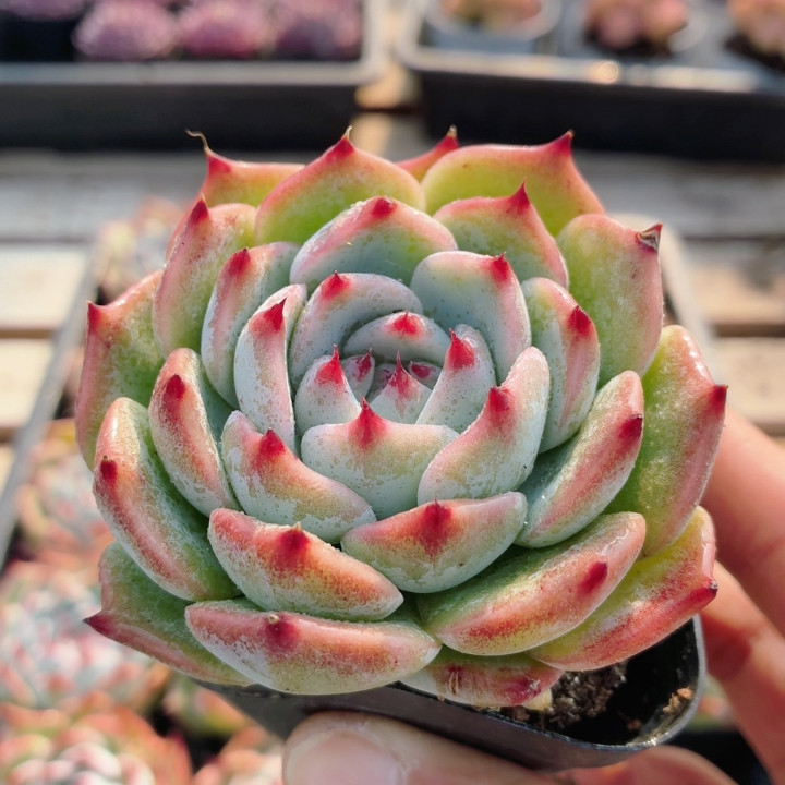 吉娃娃  名贵多肉植物阳台好养高颜值稀有绿植花卉盆栽（20包邮,鲜花速递/花卉仿真/绿植园艺,多肉植物,淘宝优惠券,粉丝福利购,淘宝优惠卷