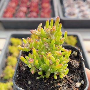 麒麟枝干  多肉植物盆栽高颜值阳台好养绿植花卉小盆栽（20包邮）