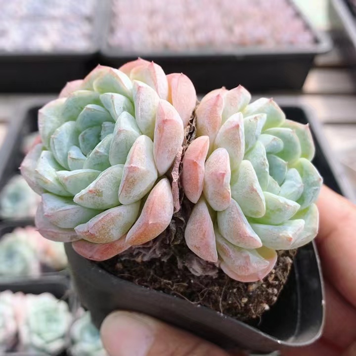 雪颜  名贵稀有多肉植物室内好养稀有萌肉植物小盆栽（20包邮）