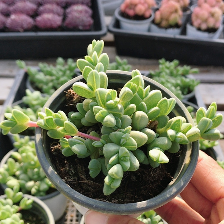 碧玉莲  高颜值精品多肉植物阳台窗台好养活名贵小盆栽（20包邮）,鲜花速递/花卉仿真/绿植园艺,多肉植物,淘宝优惠券,粉丝福利购,淘宝优惠卷