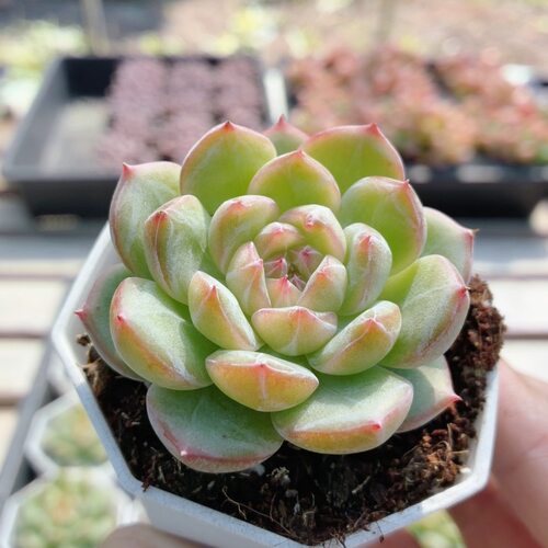 雪花珍妮  稀有多肉植物阳台好养高颜值绿植花卉盆栽（20包邮）