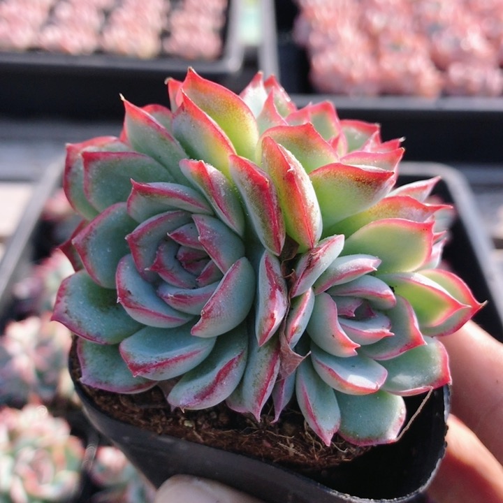 群生侧影  高颜值多肉植物趣味好养花卉盆栽桌面防辐射（20包邮）