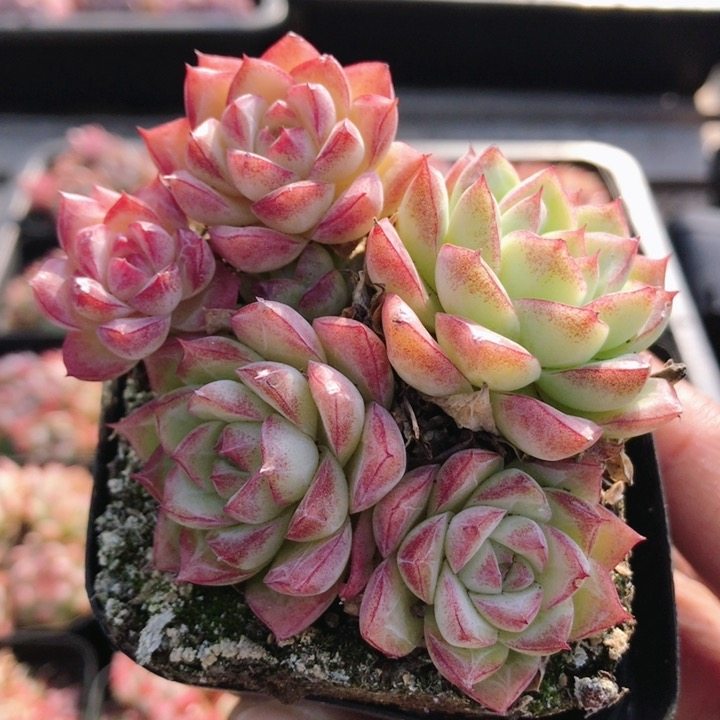 香香女王  多肉植物新手组合套餐盆栽好养易活精品高颜值（20包邮