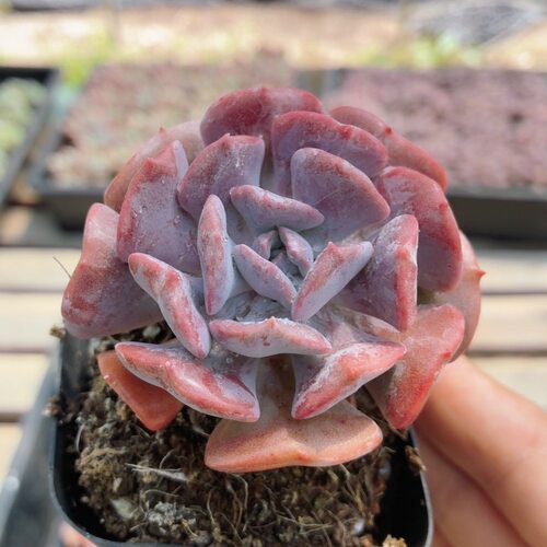 雪精灵  精品多肉植物高颜值阳台窗台好养花卉绿植小盆栽（20包邮