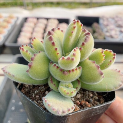 精品绿熊  多肉植物阳台窗台好养稀有名贵品种花卉小盆栽（20包邮