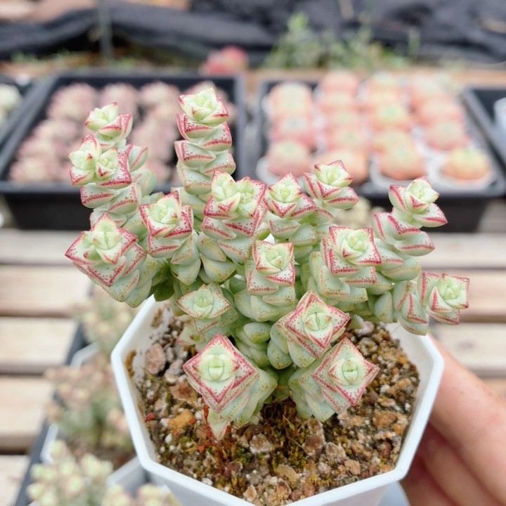 蜡笔小新 高颜值多肉植物可爱好养阳台名贵小盆栽(20包邮)