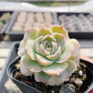 水晶虾饺 包邮 多肉植物稀有品种贵货迷你罕见盆栽高颜值好养
