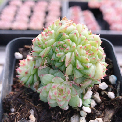 可爱麦秆  稀有名贵多肉植物盆栽多肉盆栽花卉精养肉肉（20包邮）