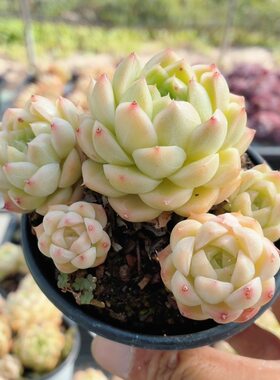 云台  多肉植物新手好养易活精品绿植花卉迷你小盆栽（20包邮）
