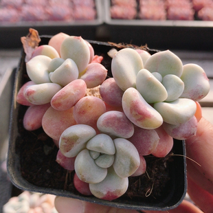 包邮 多肉植物可爱胖嘟嘟阳台窗台好养绿植花卉盆栽 花斑鹿