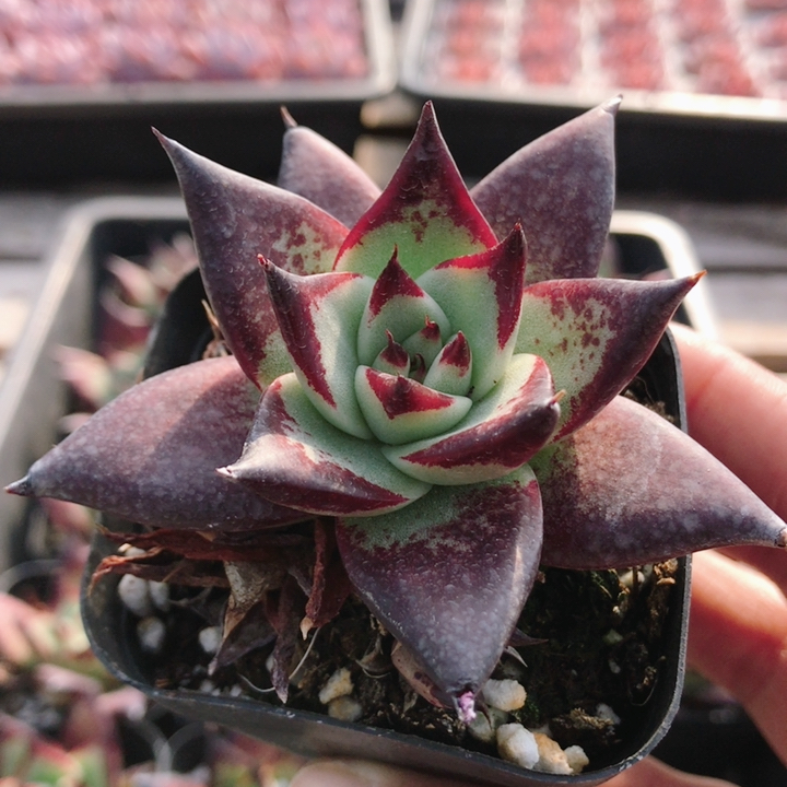 乌木  名贵多肉植物可爱高颜值新手阳台好养绿植盆栽（20包邮）