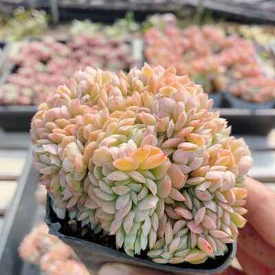 贝瑞缀化  多肉植物稀有名贵阳台窗台好养绿植花卉盆栽（20包邮）