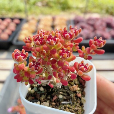 红宝石枝干番杏  多肉植物阳台窗台新手好养稀有花卉盆栽（20包邮