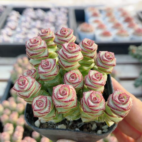 钱串  可爱多肉植物阳台桌面办公室内好养花卉小盆栽（20包邮）