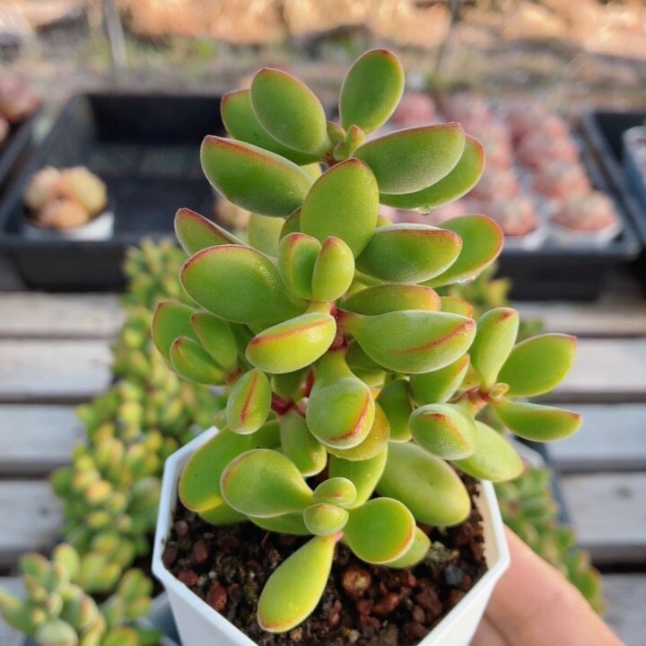 若诗歌  多肉植物阳台窗台好养稀有名贵高颜值绿植盆栽（20包邮）