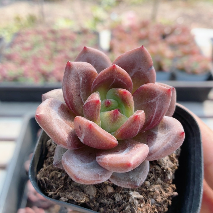 酒红香槟  多肉植物仙人球新手好养易活绿植小盆栽高颜值（20包邮
