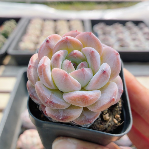 冰魄  多肉植物精品贵货花卉绿植小盆栽好养高颜值（20包邮）