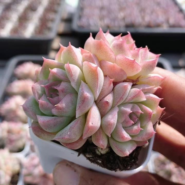 桃熏女王  多肉植物好养稀有肉肉办公室内名贵绿植盆栽（20包邮