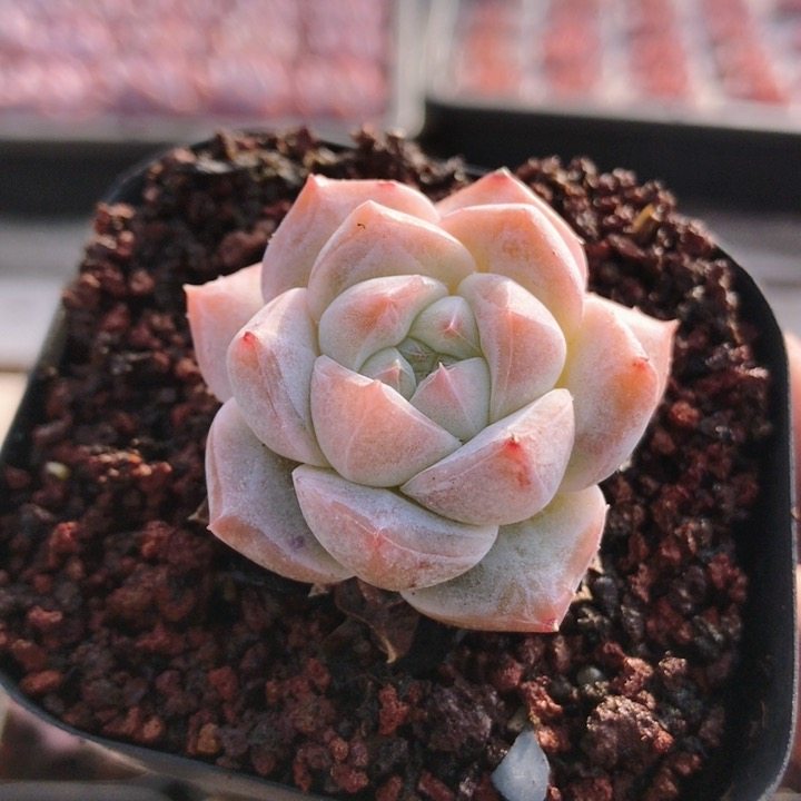 粉钻  稀有精品多肉植物阳台罕见办公室迷你小盆栽绿植（20包邮）