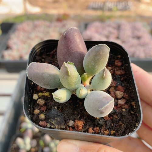 艺伎海豹  多肉植物稀有品种高颜值罕见小盆栽植物绿植（20包邮
