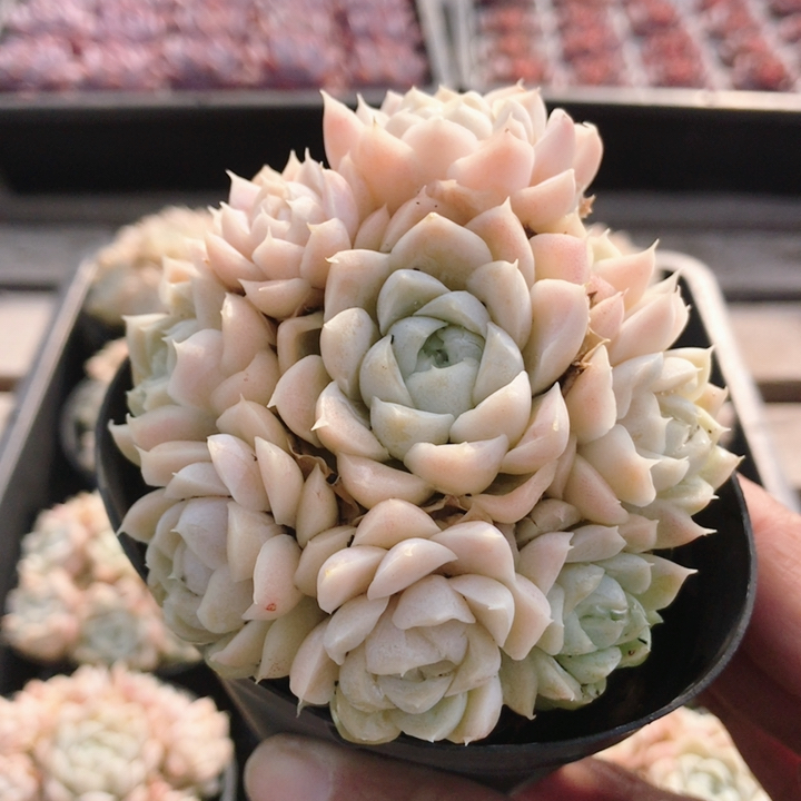 白月影  高颜值多肉植物阳台好养名贵高级盆栽稀有品种（20包邮）