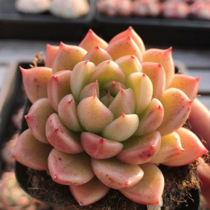 不知名珍妮  多肉植物可爱好养易活阳台高颜值绿植小盆栽（20包邮,鲜花速递/花卉仿真/绿植园艺,多肉植物,淘宝优惠券,粉丝福利购,淘宝优惠卷