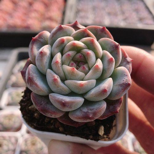 葡萄珍妮  稀有多肉植物盆栽阳台窗台好养高颜值绿植花卉（20包邮