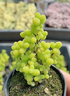 金桔枝干番杏  精品多肉植物办公室阳台好养绿植花卉盆栽（20包邮