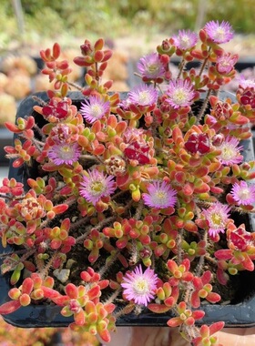 红宝石枝干番杏  多肉植物阳台好养稀有精品绿植花卉盆栽（20包邮