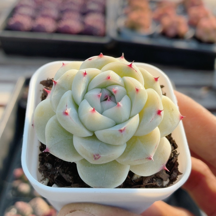 沉香  多肉植物阳台好养高颜值稀有名贵花卉绿植盆栽（20包邮）,鲜花速递/花卉仿真/绿植园艺,多肉植物,淘宝优惠券,粉丝福利购,淘宝优惠卷