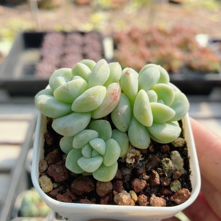 群生冰玉  高颜值多肉植物好养花卉办公室稀有品种（20包邮）