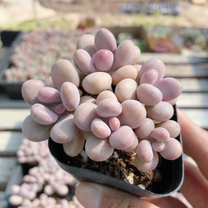 5头桃蛋  稀有多肉植物盆栽办公室阳台好养高颜值花卉（20包邮）