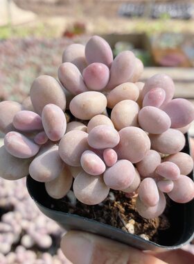 5头桃蛋  稀有多肉植物盆栽办公室阳台好养高颜值花卉（20包邮）