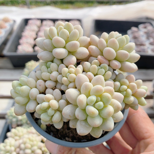 鱼子酱 包邮 稀有多肉植物阳台好养名贵高颜值绿植花卉盆栽