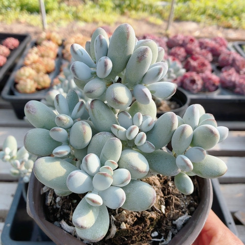 乒乓福娘  精品多肉植物盆栽新手多肉高颜值名贵花卉植物（20包邮