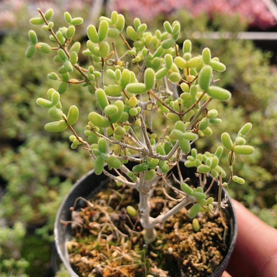 米粒枝干番杏  高颜值多肉植物趣味花卉盆栽桌面防辐射（20包邮）