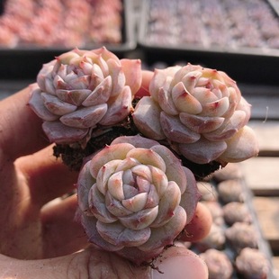 包邮 多肉植物精品贵货花卉绿植小盆栽好养高颜值 糖心芳华