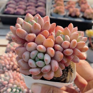 糖豆美人  多肉植物稀有绿植阳台窗台新手好养花卉小盆栽（20包邮