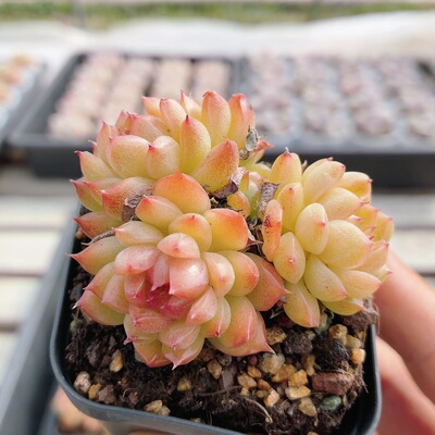 可爱麦秆  精品多肉植物办公室内好养易活稀有高颜值（20包邮）