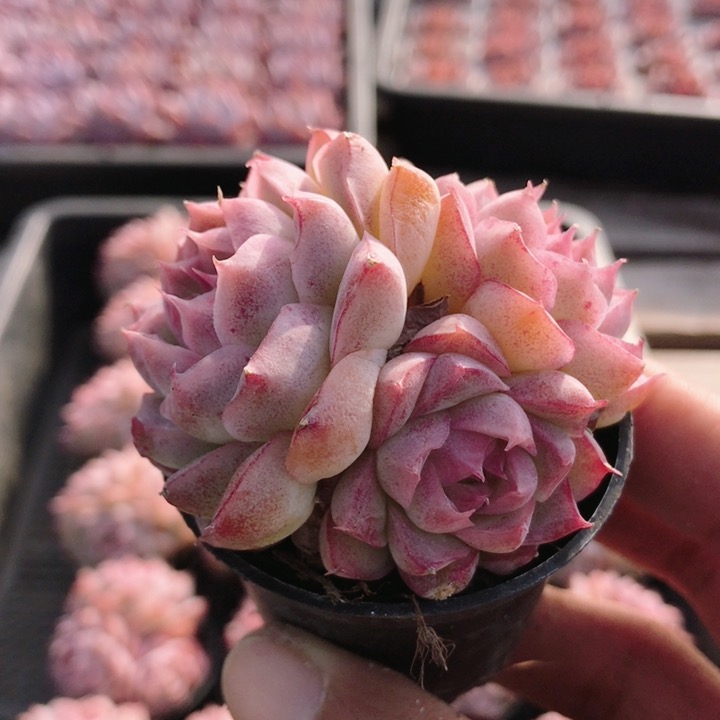 桃熏女王  多肉植物高颜值小盆栽阳台办公桌好养绿植（20包邮）