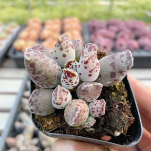 海豹 包邮 稀有多肉植物盆栽阳台窗台好养名贵高颜值花卉绿植