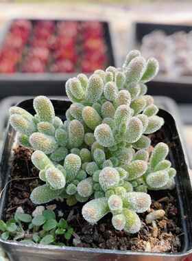 冰晶枝干番杏  稀有多肉植物阳台窗台好养盆栽花卉绿植（20包邮）