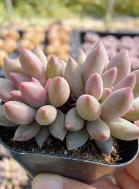 红蜻蜓  多肉植物稀有阳台窗台新手好养名贵绿植花卉盆栽（20包邮